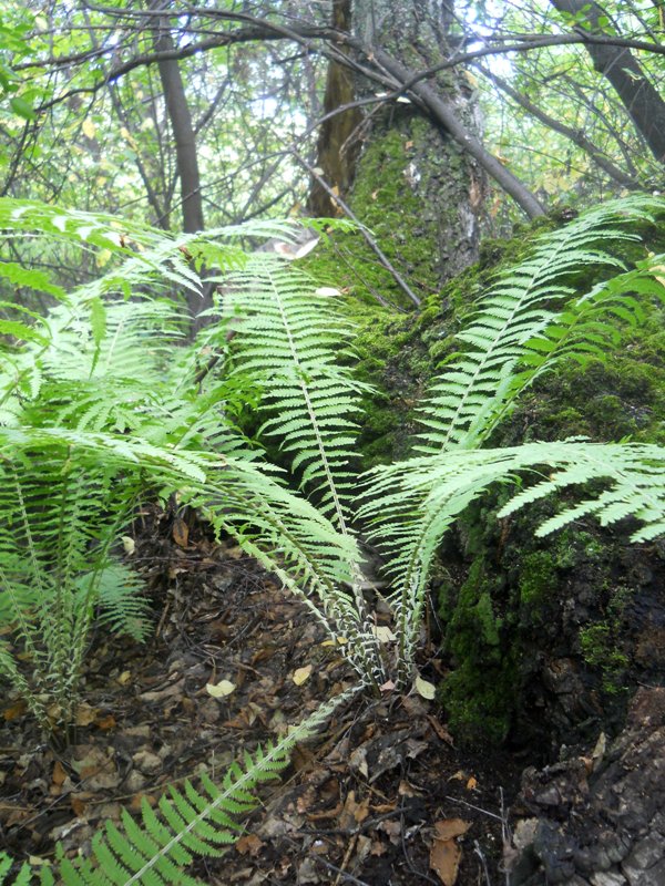 Image of Matteuccia struthiopteris specimen.