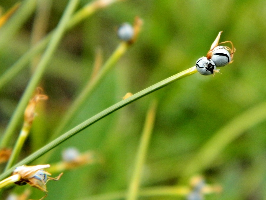 Изображение особи Trichophorum cespitosum.