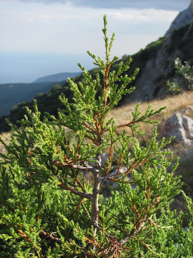 Image of Juniperus foetidissima specimen.