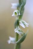 Spiranthes spiralis. Часть соцветия. Краснодарский край, Абинский р-н, ст. Шапсугская, на границе леса и сенокосного луга. 29.08.2010.