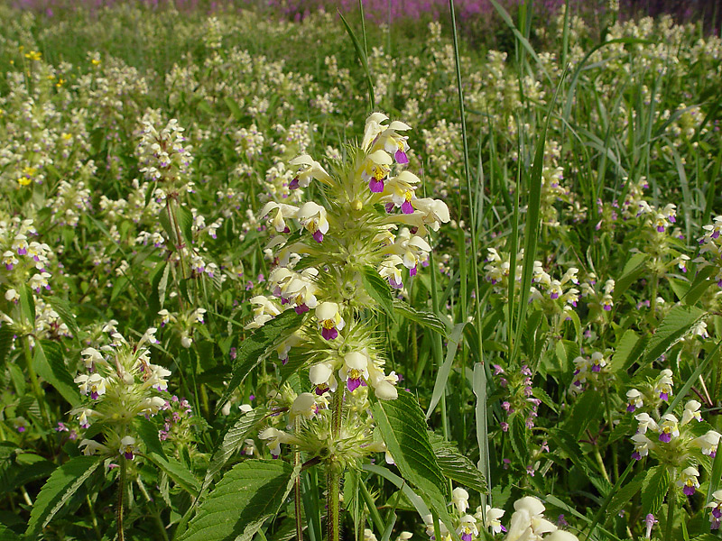 Image of Galeopsis speciosa specimen.
