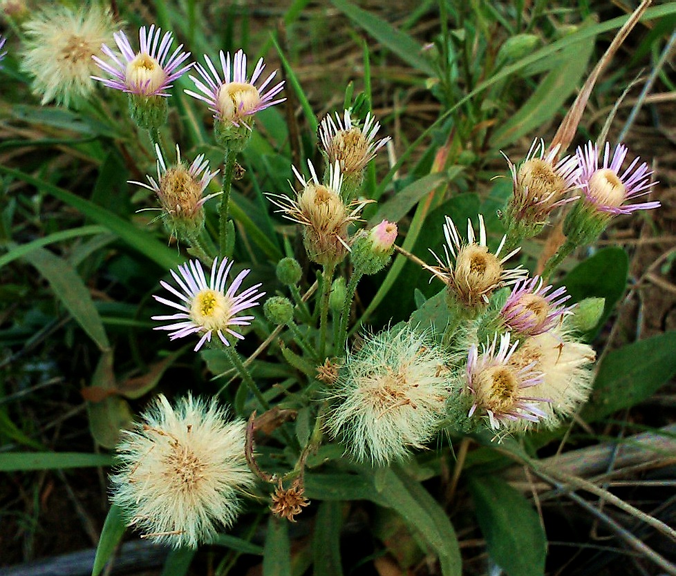 Image of Erigeron acris specimen.