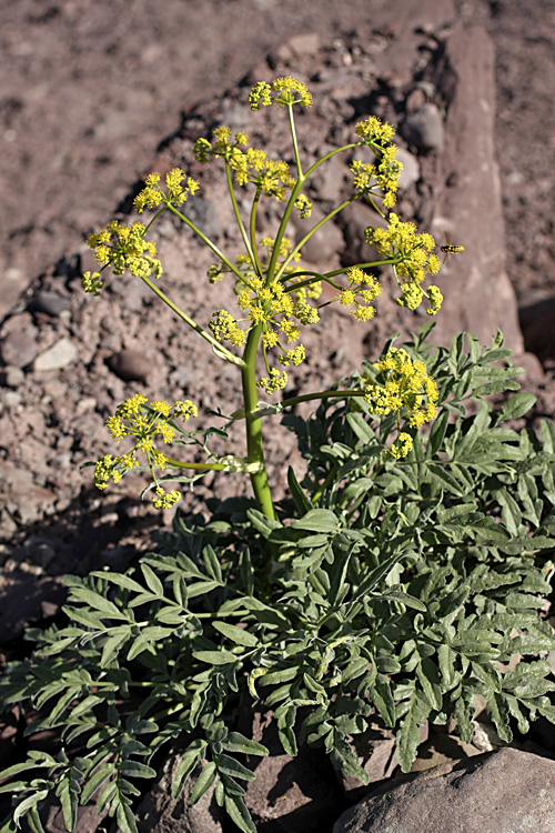 Изображение особи род Ferula.