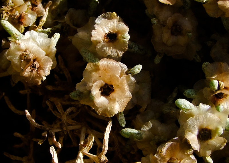 Image of Seidlitzia rosmarinus specimen.