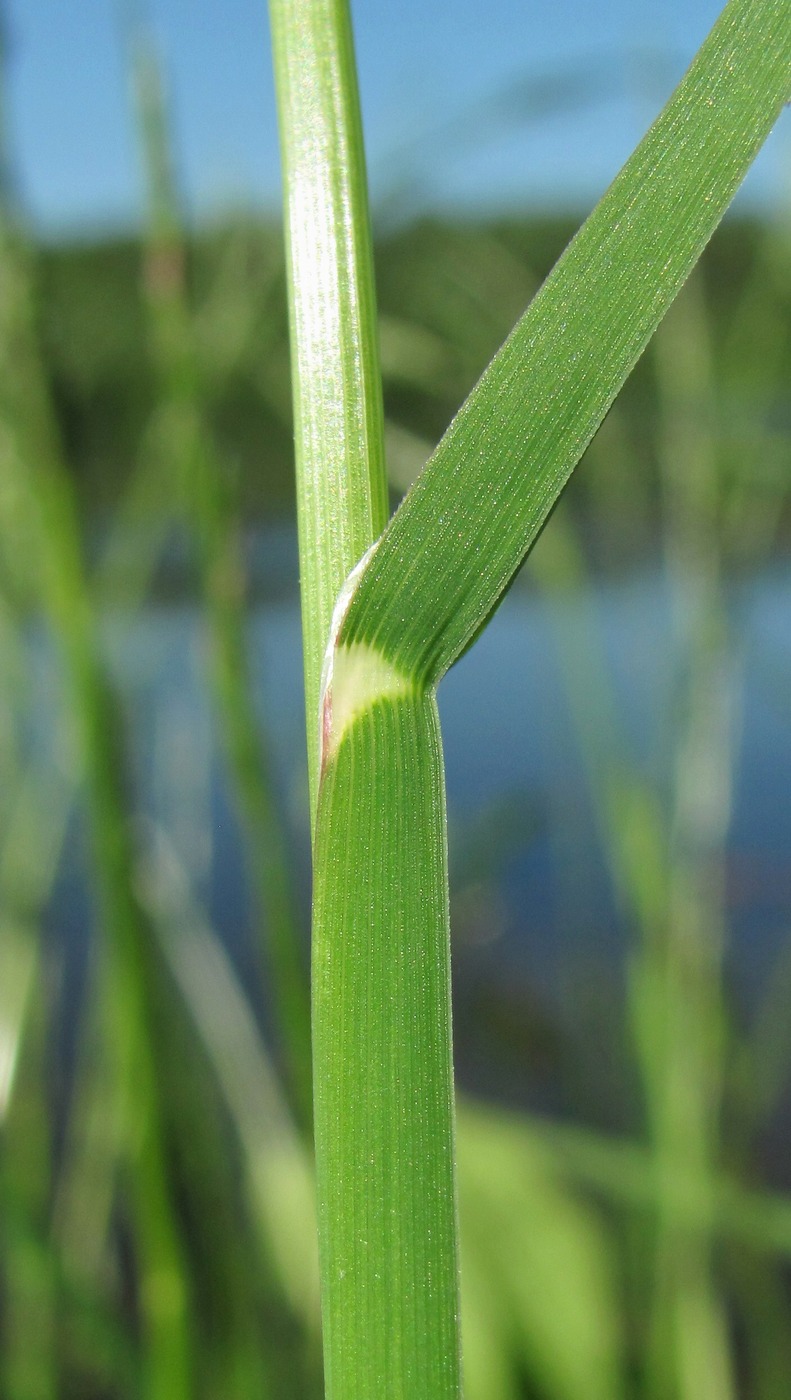 Image of Glyceria fluitans specimen.