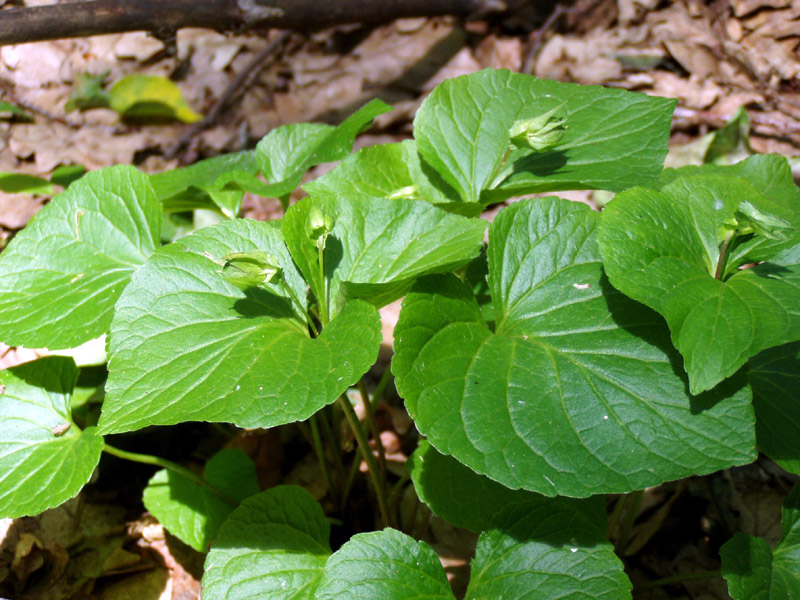 Изображение особи Viola mirabilis.