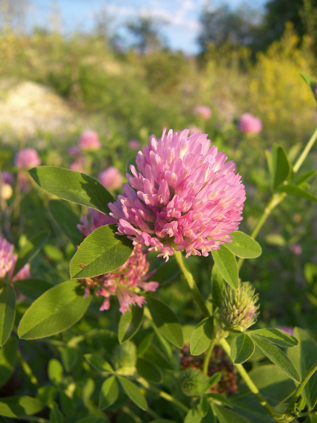 Изображение особи Trifolium medium.