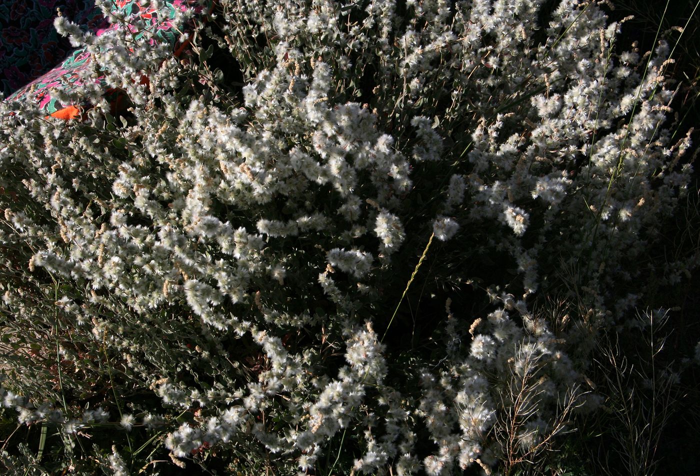 Image of Krascheninnikovia ceratoides specimen.