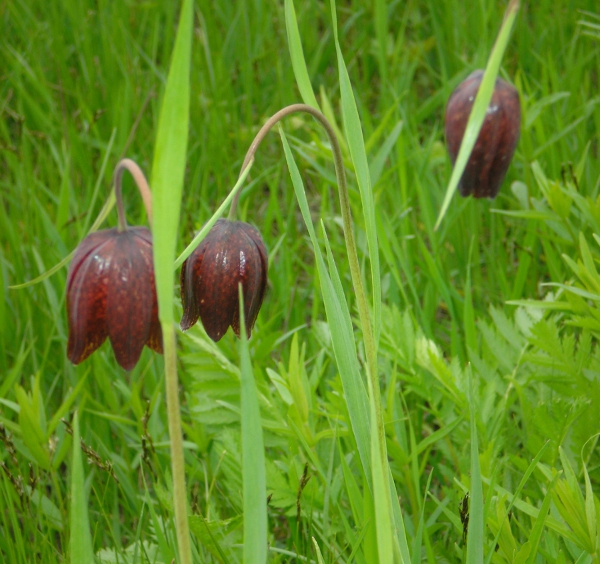 Изображение особи Fritillaria meleagroides.