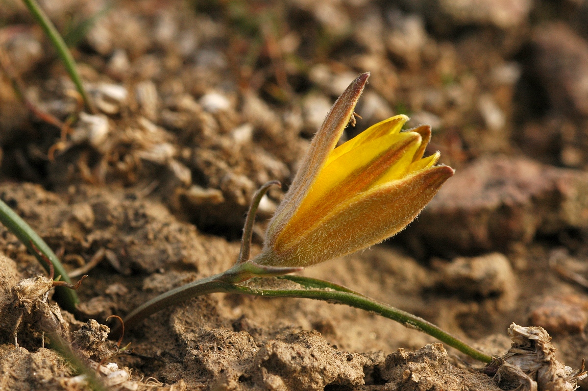 Image of Gagea setifolia specimen.