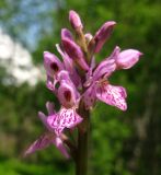 Dactylorhiza sibirica