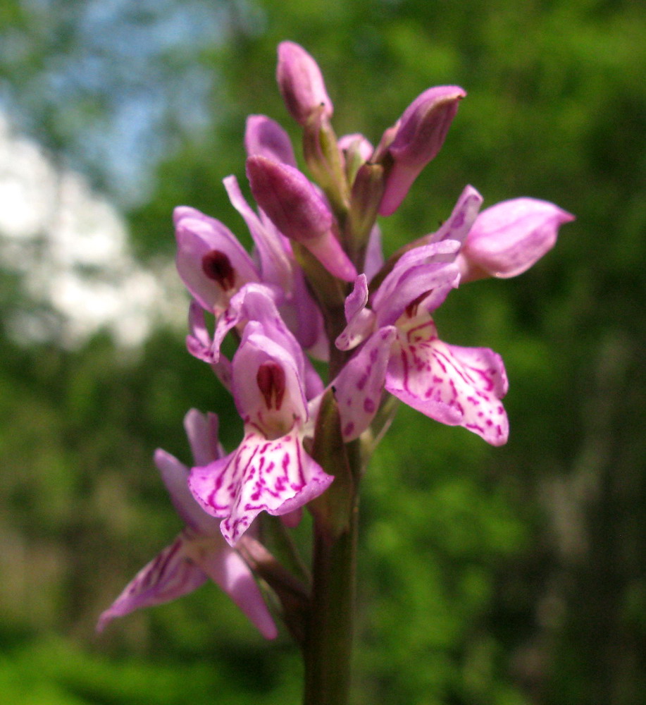 Изображение особи Dactylorhiza sibirica.