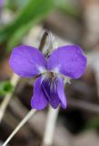 Viola dehnhardtii