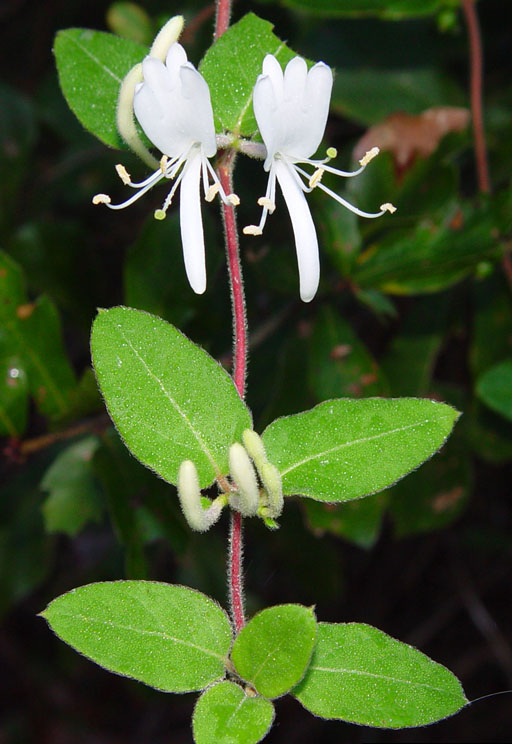 Изображение особи Lonicera japonica.