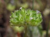 Valerianella lasiocarpa