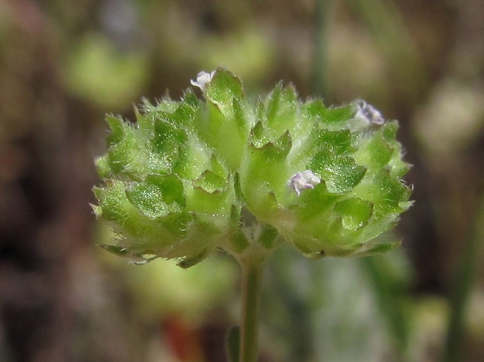 Изображение особи Valerianella lasiocarpa.