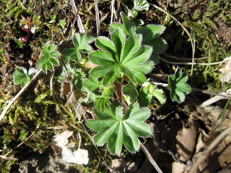 Изображение особи род Alchemilla.