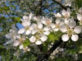 Pyrus pyraster