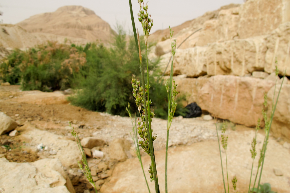 Image of Juncus arabicus specimen.