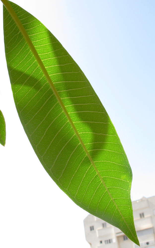 Image of Plumeria rubra var. acutifolia specimen.