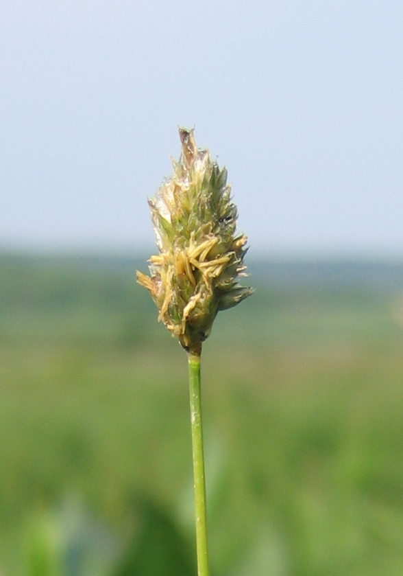 Изображение особи Sesleria caerulea.