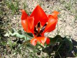 Tulipa micheliana. Цветущее растение. Узбекистан, подгорная равнина у северного подножия хребта Нуратау. Конец марта 2009 г.