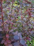 Berberis &times; ottawensis