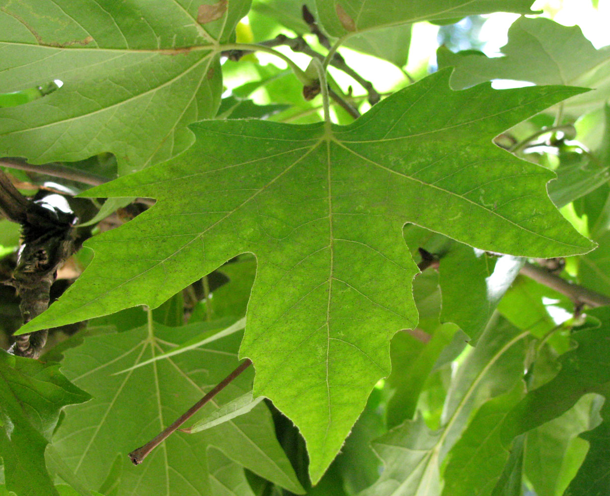 Изображение особи Platanus orientalis.