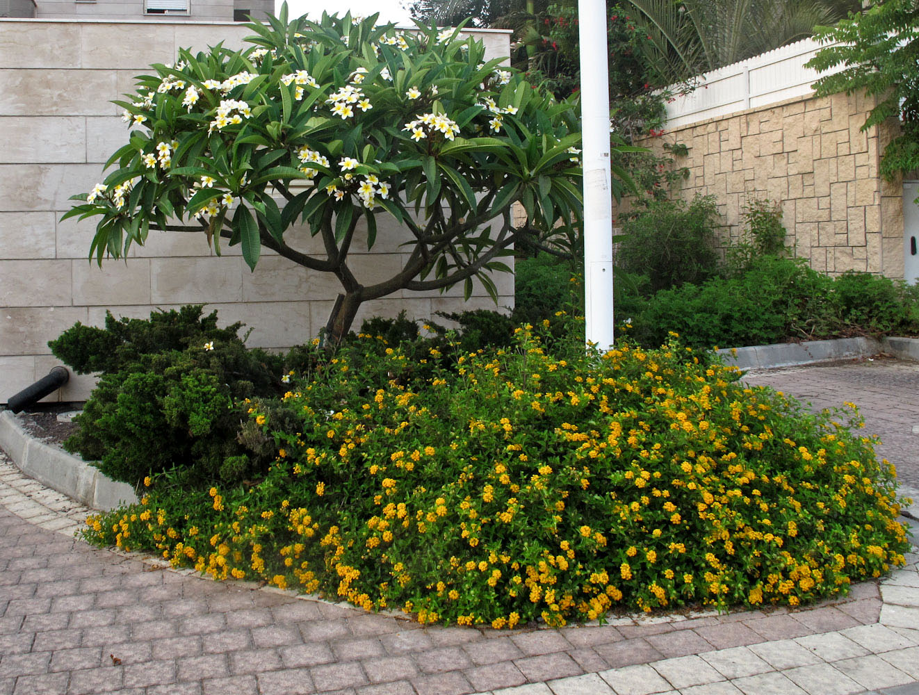 Image of Plumeria rubra var. acutifolia specimen.