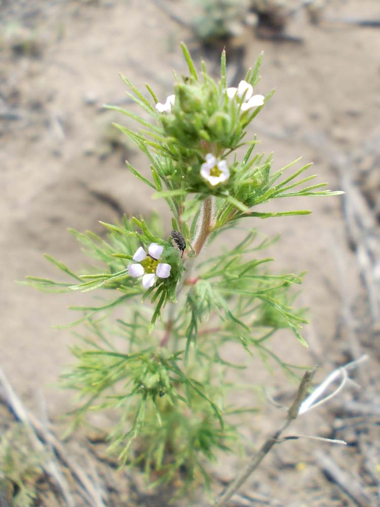 Image of Chamaerhodos erecta specimen.