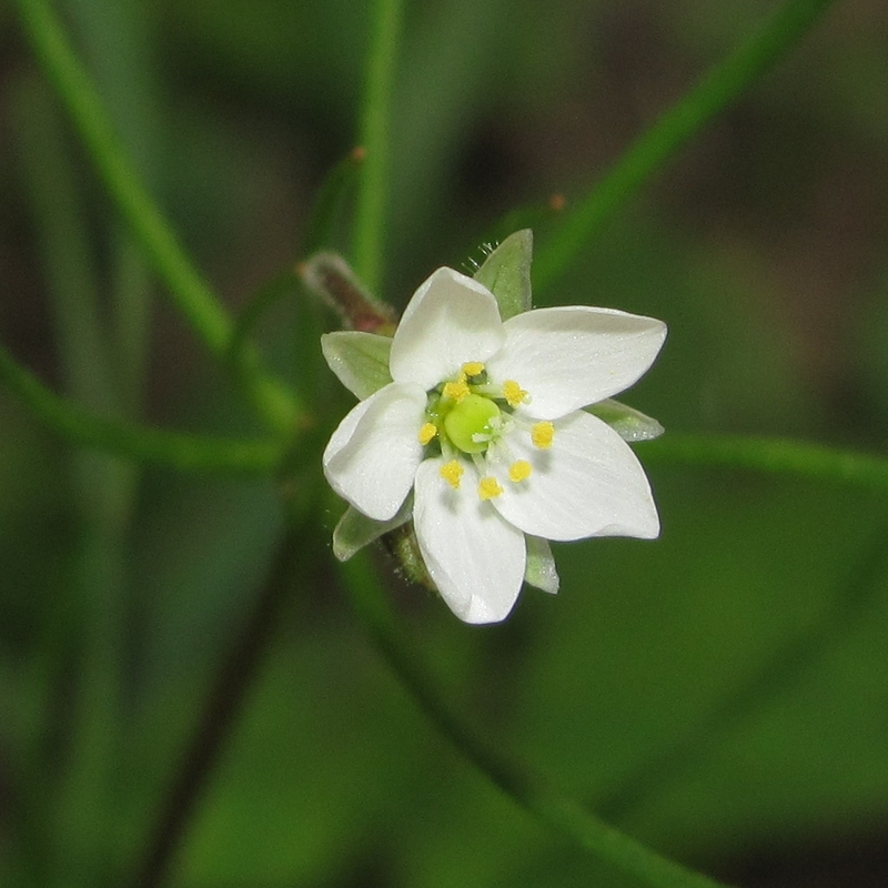 Изображение особи Spergula arvensis.