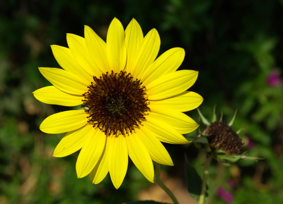 Image of genus Helianthus specimen.