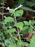 Drymosiphon grandiflorus