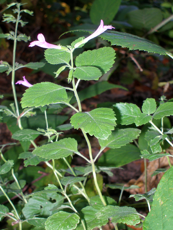 Image of Drymosiphon grandiflorus specimen.