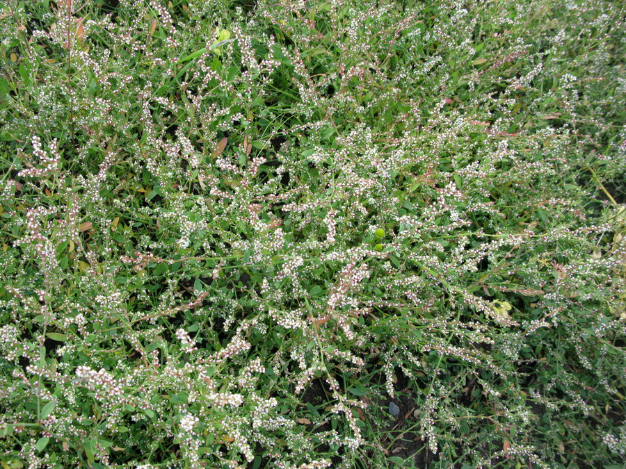 Image of genus Polygonum specimen.