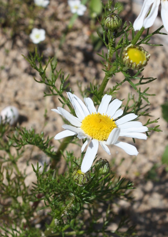 Image of Tripleurospermum maritimum specimen.