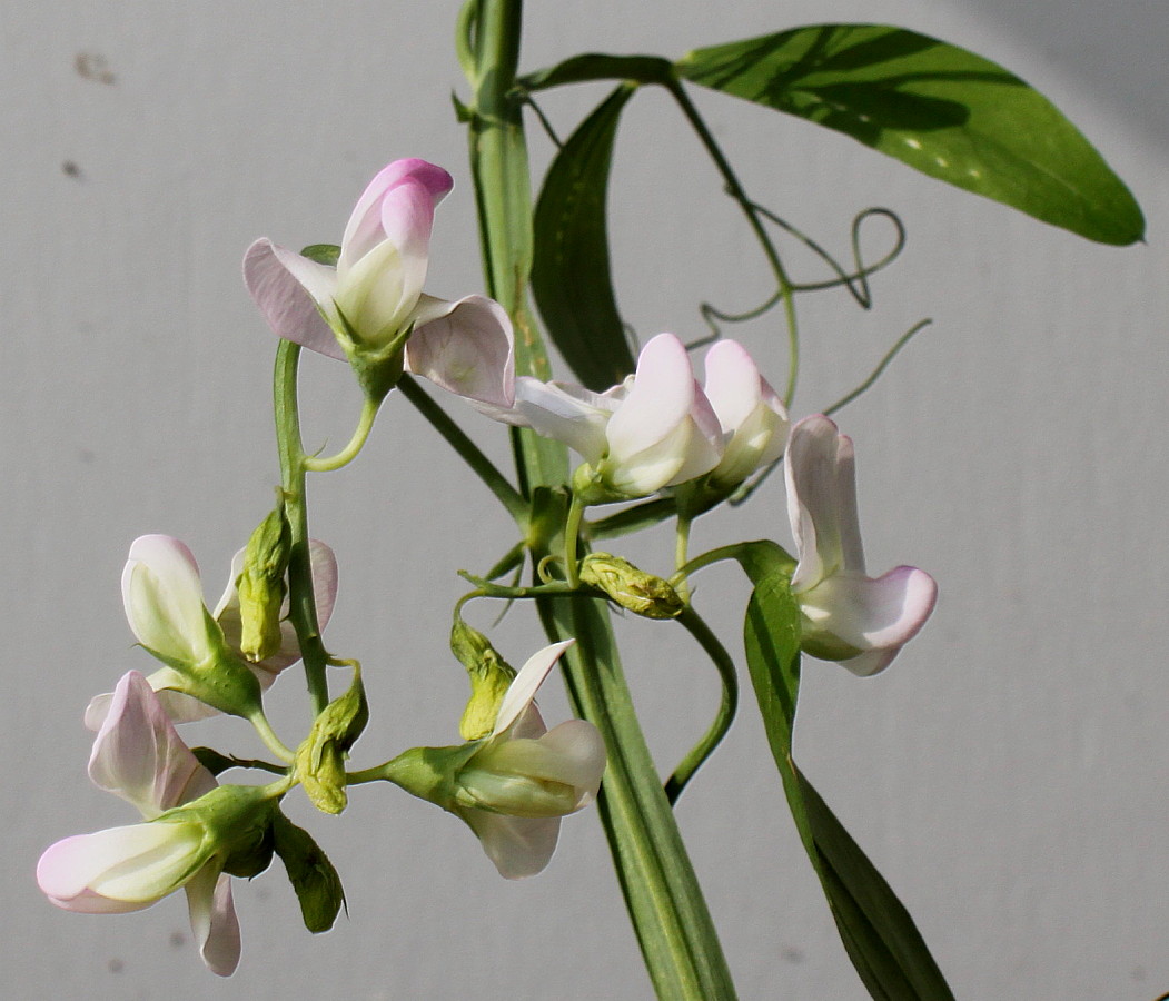 Изображение особи Lathyrus latifolius.