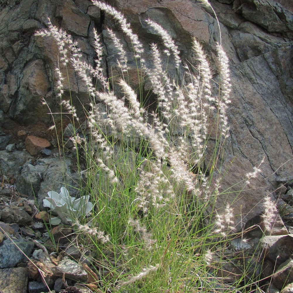 Image of Pennisetum orientale specimen.