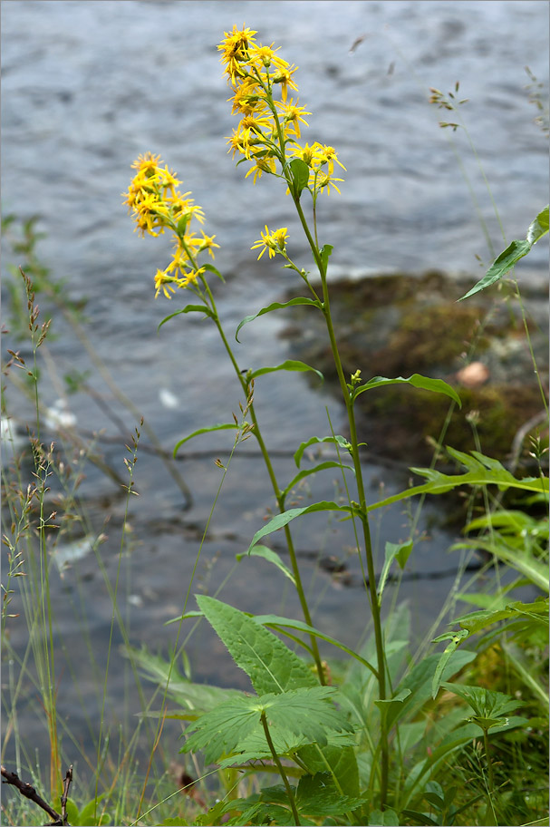 Image of Solidago virgaurea ssp. lapponica specimen.