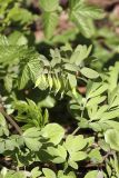 Corydalis solida