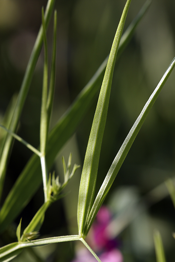 Изображение особи Lathyrus sylvestris.