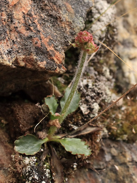 Image of Micranthes nivalis specimen.