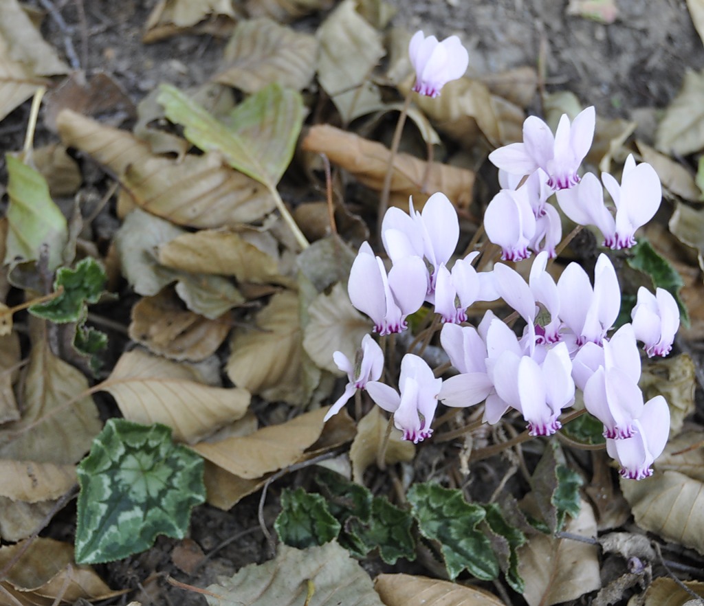 Image of Cyclamen hederifolium specimen.