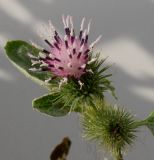 Arctium minus. Раскрывшееся и нераскрывшееся соцветия. Германия, г. Кемпен, у дороги. 10.09.2012.