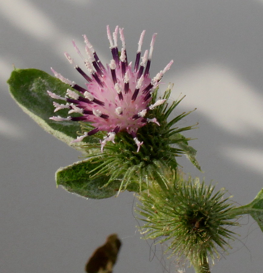 Image of Arctium minus specimen.