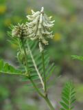 Astragalus uliginosus