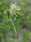 Astragalus uliginosus. Верхушка побега с соцветием. Приморье, окр. пос. Терней. 03.08.2012.