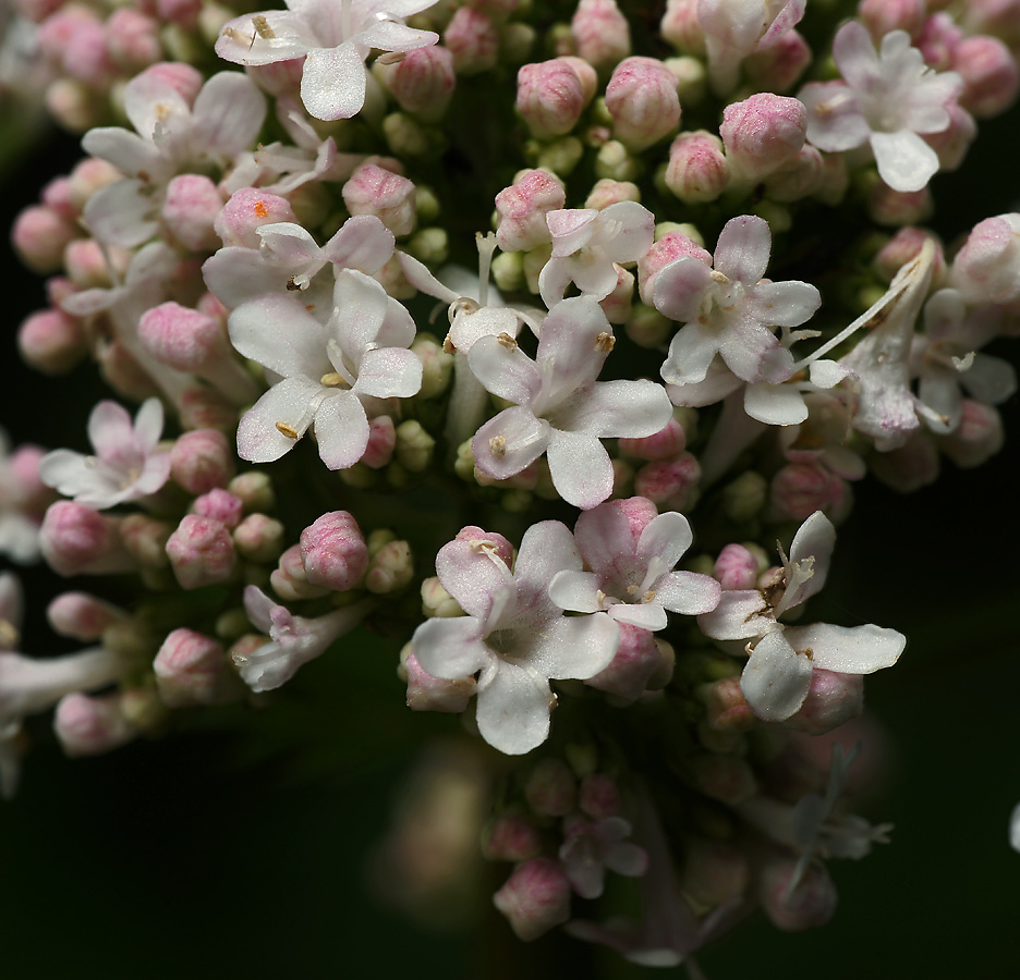 Изображение особи род Valeriana.