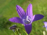 Campanula patula