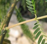 Leucaena leucocephala. Часть листа с нижней парой сегментов; в месте отхождения сегментов виден экстрафлоральный нектарник. Израиль, г. Беэр-Шева, городская черта. 27.11.2012.